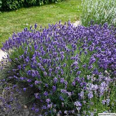 Лаванда Хидкот - Hidcote