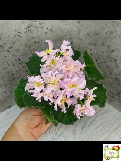 РМ-Солнечное Конфетти (Н. Скорнякова) 2022 г.