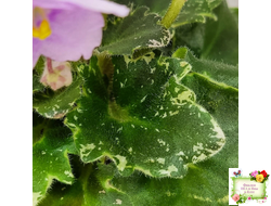 Morgan's Ivy League (C.Eros) (детка)