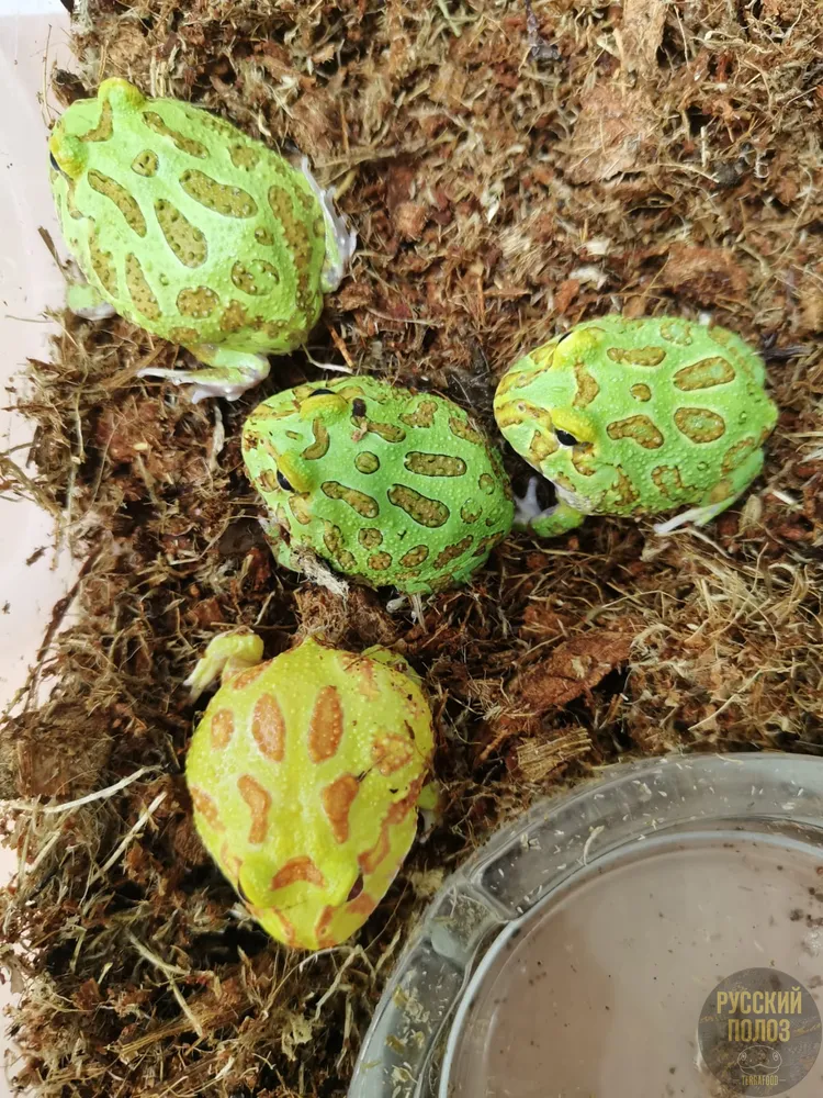 Рогатка Чакская, Ceratophrys cranwelli