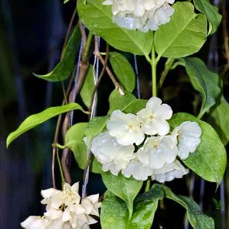 Hoya Danumensis