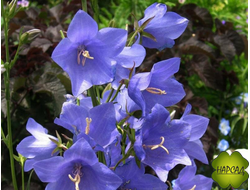 Колокольчик персиколистный "Голубое озеро"