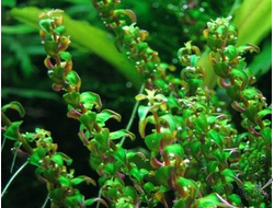 Rotala Perls