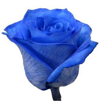 Роза Синяя  "Мондиаль Блю" 60 см