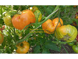 Томат Золотой тети Герти (Aunt Gertie’s Gold) США