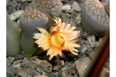 Lithops verruculosa v. glabra (Чехия)
