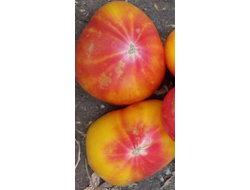 Томат Золотые горы Медео