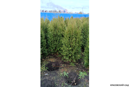 Туя Брабант фотография в ряд в питомнике Красовский-Сад.рф