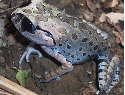 Чесночница тонкорукая Хассельта(Leptobrachium hasseltii)