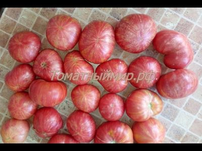 Томат Гном Жар-птица сладкая (Dwarf Firebird sweet)