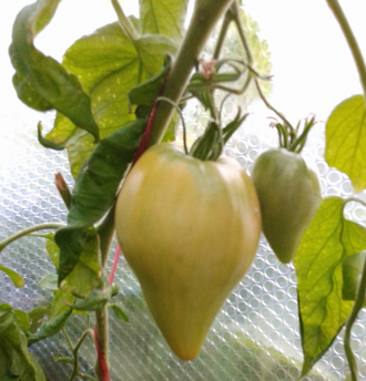 Семена томата Полуночное солнце