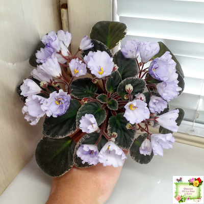 Rob's Pewter Bells (R. Robinson) 07/06/1992