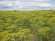 Укроп огородный (Anethum graveolens) семена 5 мл - 100% натуральное эфирное масло