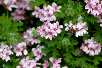 Герань (Pelargonium graveolens), цветки (10 мл) - 100% натуральное эфирное масло