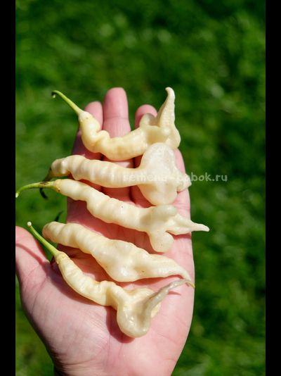 Перец острый Aji Confusion (Ахи Конфуз), 10 шт