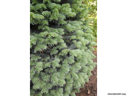 Пихта горная Аргентеа - фото хвои - красовский-сад.рф