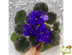 ЛЕ-Демо (Е. Лебецкая) 2014 г.