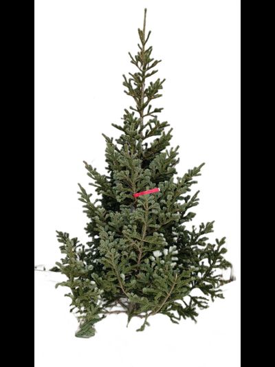 Пихта Сибирская 1,5 м  - 1,75 м