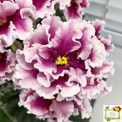 ВаТ-Агат Розовый (Т. Валькова) 2019 г.