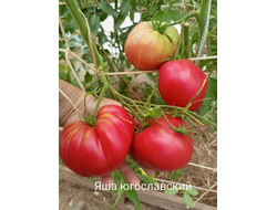 Томат Яша югославский (Yasha Yugoslavian)