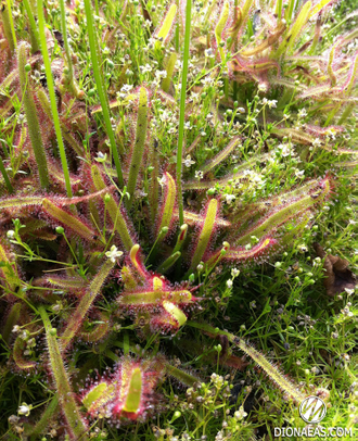 Drosera "Capensis var. Rubra"