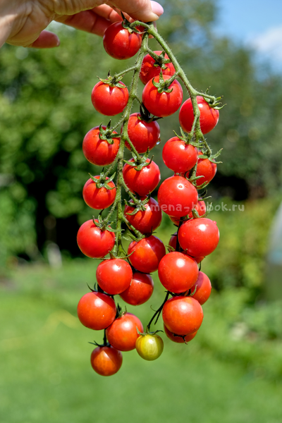 Томат-черри  Красная Вишня, 10 шт