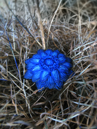 "Цветок, отражающий небо" - волшебное кольцо