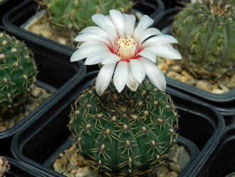 Gymnocalycium stellatum v.zantnerianum VG-342 (D=30-35мм)