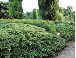 Можжевельник обыкновенный Green Carpet, C10