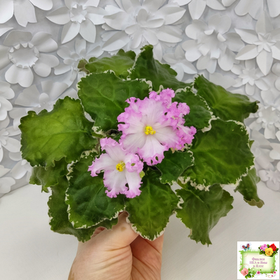 Nik-Обыкновенная Богиня (Н. Булко) 2023 г. (сортовая омоложенная розетка)