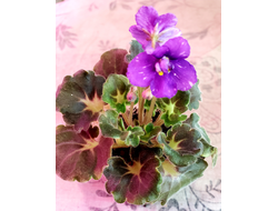 139) АВ- Корзиночка с Ежевикой 21г, ( полумини) (дет)