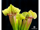 Sarracenia Eva