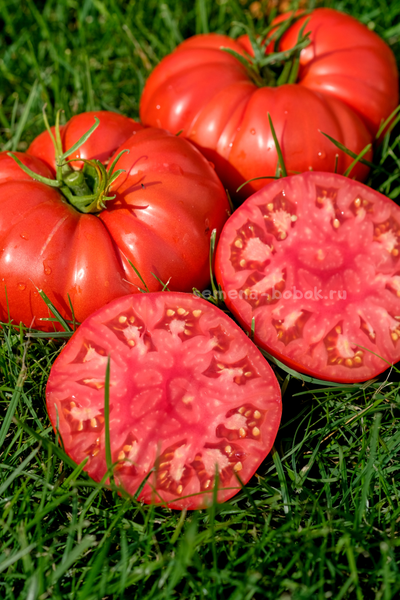 Томат Costoluto di Lenno (Костолуто ли Ленно), 10 шт