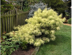 Сосна густоцветковая Burk's Red Variegated, C10