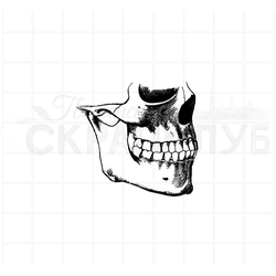 винтажный  анатомический штамп челюсти