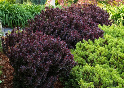 барбарис тунберга  "конкорд"