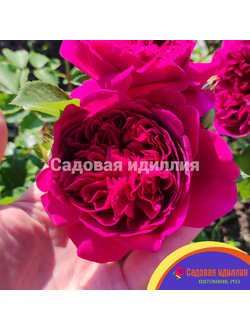 Уильям Шекспир 2000 (William Shakespeare 2000)