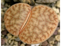 Lithops pseudotruncatella C263 - 10 семян