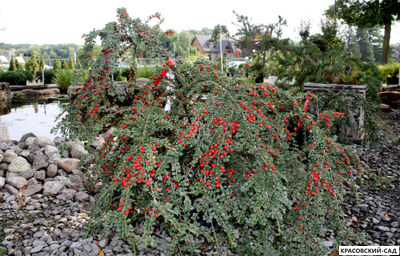 Кизильник Корал Бьюти - Coral Beauty