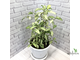 Ficus Diversifolia Splash / фикус диверсифолия сплеш