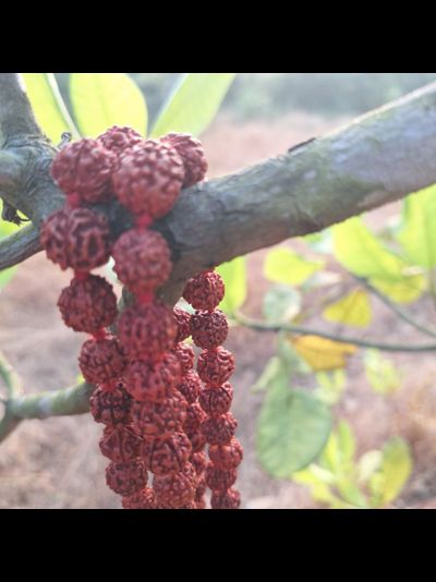 Четки из натуральной маленькой Рудракши цвет красный