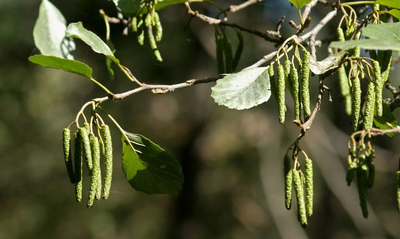 "Сережки ольхи" силиконовый молд
