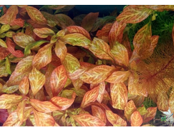 Людвигия темно-оранжевая (горшок)