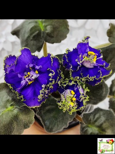 ЕК-Кудри Посейдона (Е.В. Коршунова) 2017 г. (лист посажен 01.11.25)