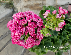 Пеларгония Пралине фото