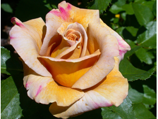 Роза флорибунда Хани Дижон  2-й сорт