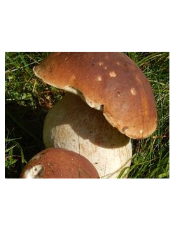 Mushroom absolute (Белый гриб абсолют), 1 мл