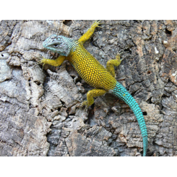 Заборная игуана, или колючая игуана, или малахитовая ящерица (Sceloporus malachiticus)