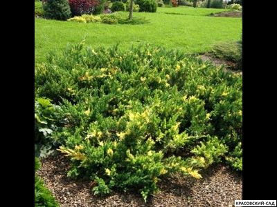 Можжевельник Экспанза Варигата - фото на участке - красовский-сад.рф