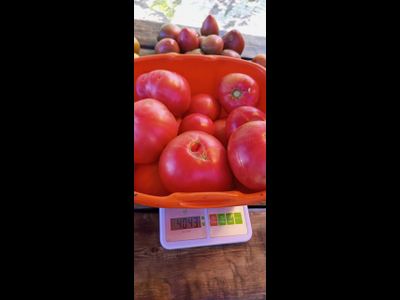 Томат Мехико (Mexico, Мексиканец)